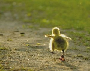 duckling baby steps